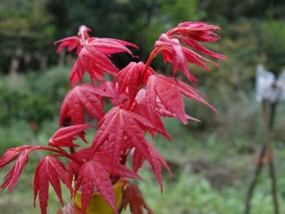 中國紅楓哪個品種最紅？