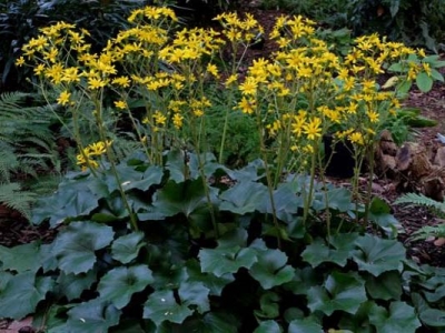 大吳風(fēng)草是宿根花卉嗎？