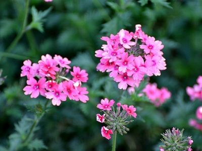 適合東北栽植的多年生草本花卉？