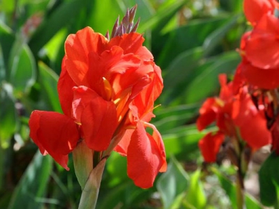 東北開紅色花的草本花卉有哪些？