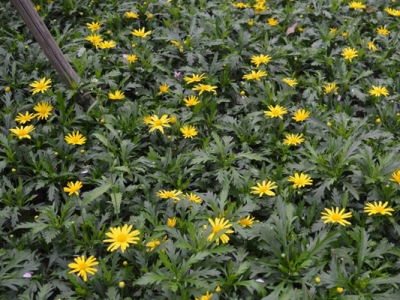 東北多年生草本花卉有哪些？