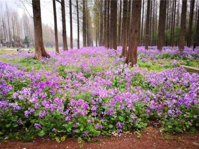 多年生草本花卉是宿根花卉嗎？