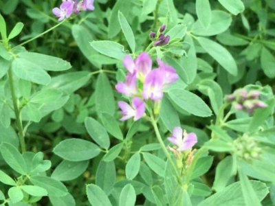 種植牧草利潤(rùn)高嗎