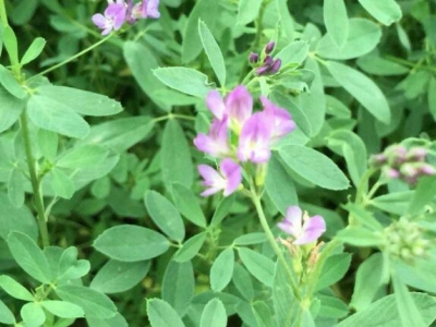 黑龍江牧草種植什么