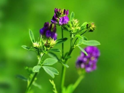 西藏牧區(qū)種植牧草有什么