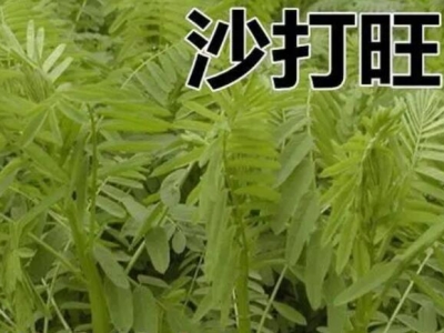 沙打旺牧草種植技術(shù)