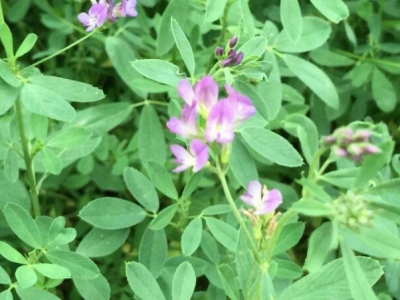 基本農(nóng)田可以種植牧草