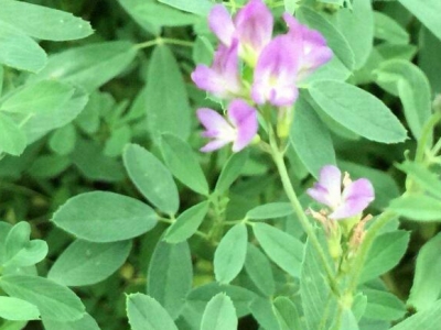 種植牧草養(yǎng)羊效益怎樣