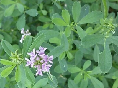 六盤(pán)水種植牧草那個(gè)好