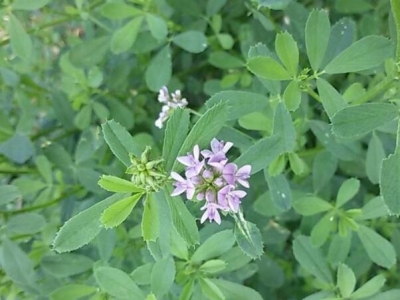 湖南地區(qū)季節(jié)性種植牧草