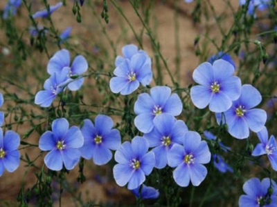 勿忘草和藍(lán)花亞麻哪個(gè)花大？