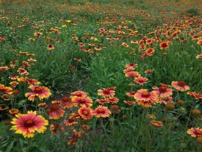 宿根天人菊種子夏季能種嗎？