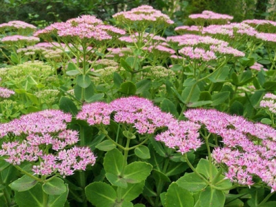 八寶景天種植在院子里風(fēng)水如何？