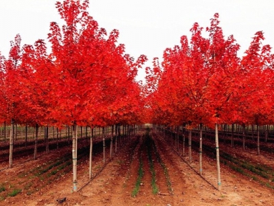 行道樹(shù)種美國(guó)紅楓間距多少米一棵？