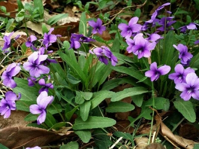 華南地區(qū)春天開(kāi)花的草本植物有哪些？