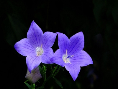 開淡藍(lán)色花的草本植物有哪些？