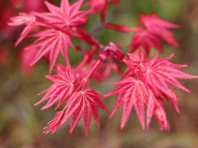 紅楓是一種草本植物嗎？