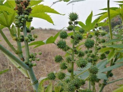 蓖麻子什么時(shí)間種？