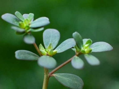 馬齒莧什么時(shí)間種？