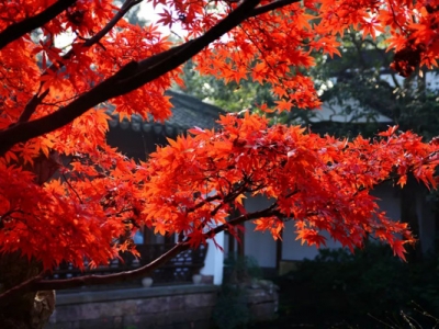 日本紅楓適合什么時間種植？