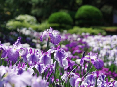 昌蒲開(kāi)花嗎？