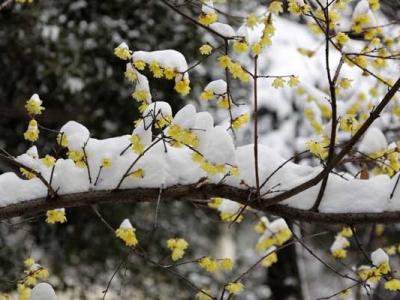 臘梅夏天能開花嗎？