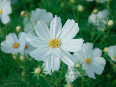 格桑花夏天可以開花嗎？