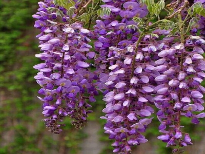 廣東種紫滕花開(kāi)花嗎？