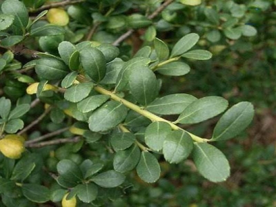 龜甲冬青開(kāi)花結(jié)果嗎？