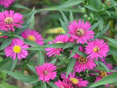 荷蘭菊6月開(kāi)花嗎？