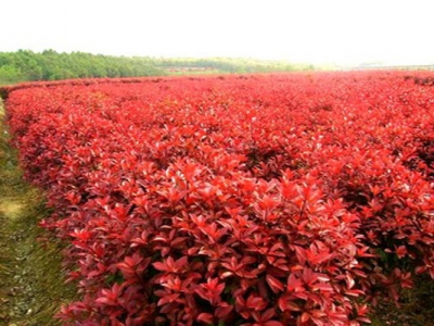 紅瑞木開(kāi)花嗎？