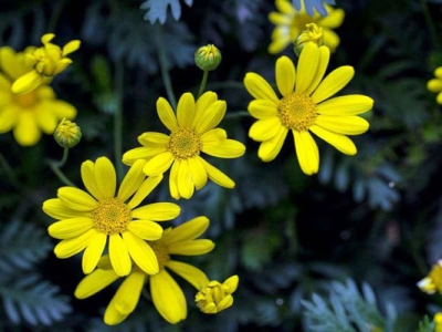 黃金菊夏天開花嗎？