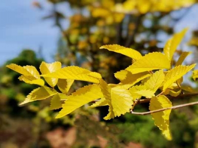 金葉榆開(kāi)花嗎？