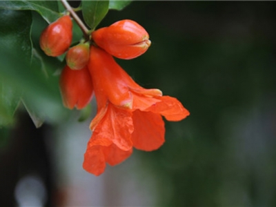 開(kāi)花石榴好種嗎？