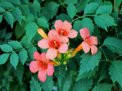 凌霄花老枝開(kāi)花嗎？