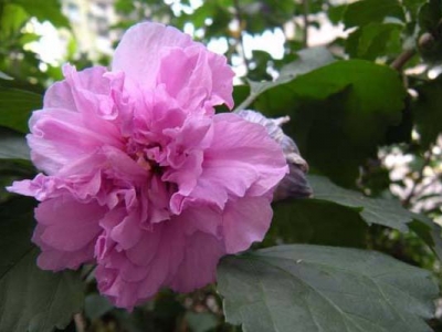 木槿花容易開(kāi)花嗎？