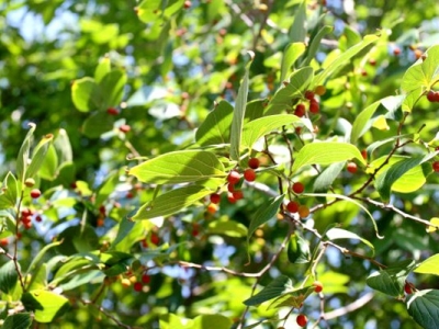 樸樹開花嗎？