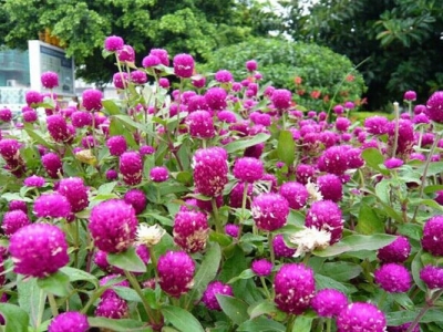 千日紅十一開(kāi)花嗎？