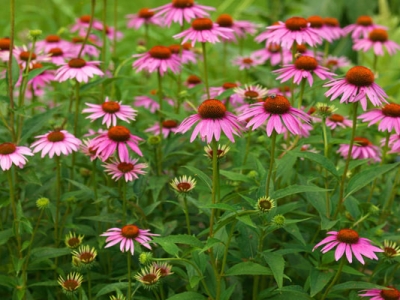 松果菊冬天開(kāi)花嗎？