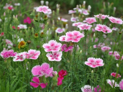 五彩石竹冬天開(kāi)花嗎？