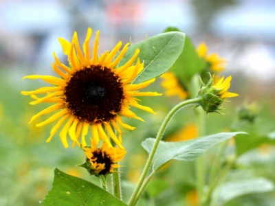 向日葵10月份種還開(kāi)花嗎？