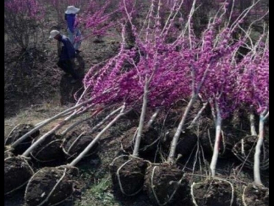 紫荊花樹(shù)苗多少錢一棵