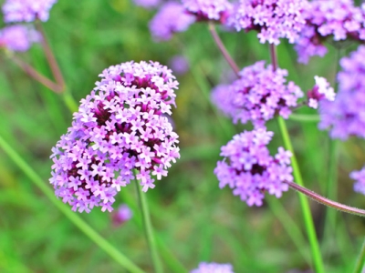 馬鞭草多久發(fā)芽？