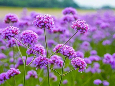 闊葉馬鞭草多久發(fā)芽？