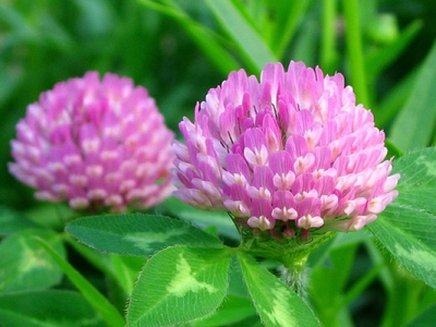 紅三葉草多久發(fā)芽？