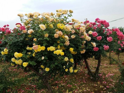 木本月季花多少錢一棵？