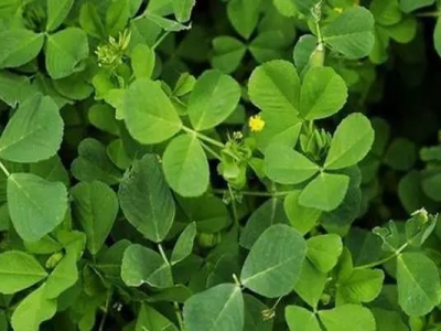 草原用地可以種植優(yōu)質牧草嗎？