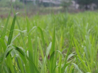 軍糧一號(hào)牧草能多年生長嗎？