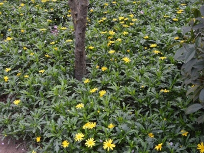 串葉松香草是豆科牧草嗎？