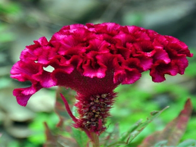 鳳尾雞冠花第二年可以自己發(fā)芽嗎？